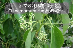YS羅文莎葉油 | 又叫桉油樟，殺菌防病毒Top1，它適合哪些人群使用？還有哪些功效與作用呢？
