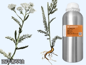 YS西洋蓍草油 | 又叫歐蓍草，最美外傷草藥，它的功效與作用是？